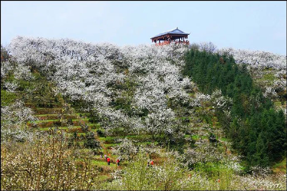 【春天，广西桂林灌阳县向您发出邀请！】我们在灌阳看梨花 - 游山玩水 - 山南生活社区 - 山南28生活网 sn.28life.net