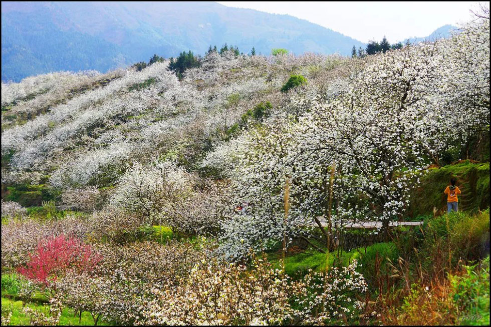 【春天，广西桂林灌阳县向您发出邀请！】我们在灌阳看梨花 - 游山玩水 - 山南生活社区 - 山南28生活网 sn.28life.net