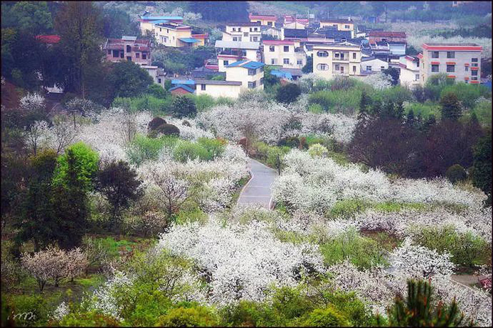 【春天，广西桂林灌阳县向您发出邀请！】我们在灌阳看梨花 - 游山玩水 - 山南生活社区 - 山南28生活网 sn.28life.net