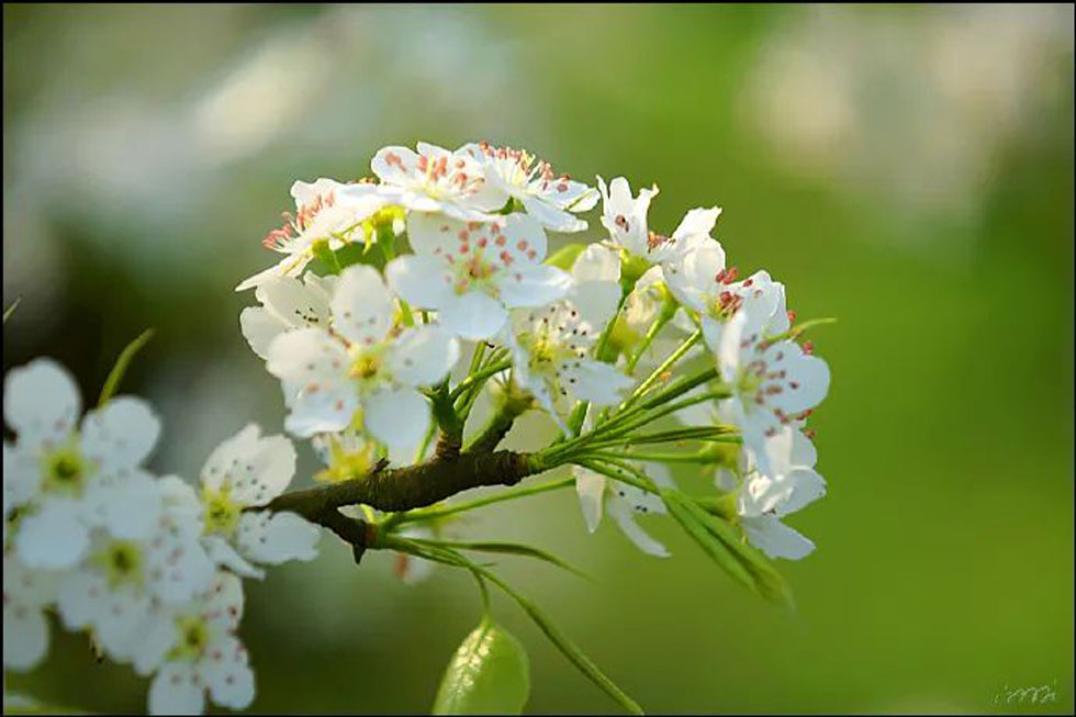 【春天，广西桂林灌阳县向您发出邀请！】我们在灌阳看梨花 - 游山玩水 - 山南生活社区 - 山南28生活网 sn.28life.net