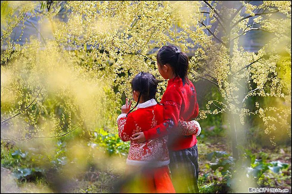 【春天，广西桂林灌阳县向您发出邀请！】米珠山前有片山苍子花在飘香 - 游山玩水 - 山南生活社区 - 山南28生活网 sn.28life.net