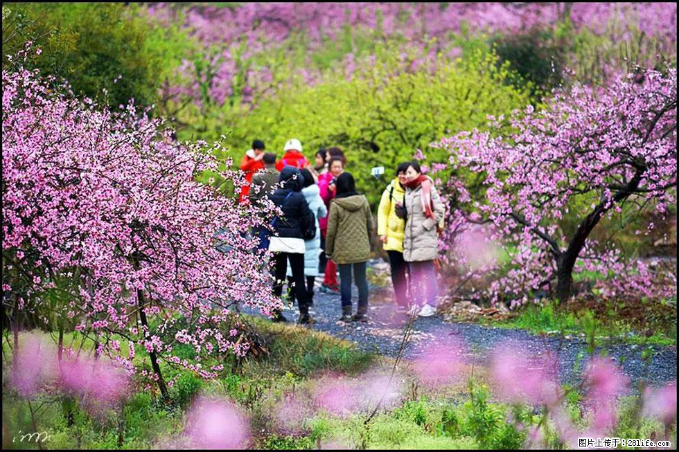 【春天，广西桂林灌阳县向您发出邀请！】官庄村有个醉美的桃花园 - 游山玩水 - 山南生活社区 - 山南28生活网 sn.28life.net