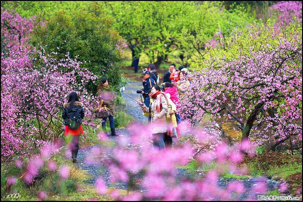 【春天，广西桂林灌阳县向您发出邀请！】官庄村有个醉美的桃花园 - 游山玩水 - 山南生活社区 - 山南28生活网 sn.28life.net