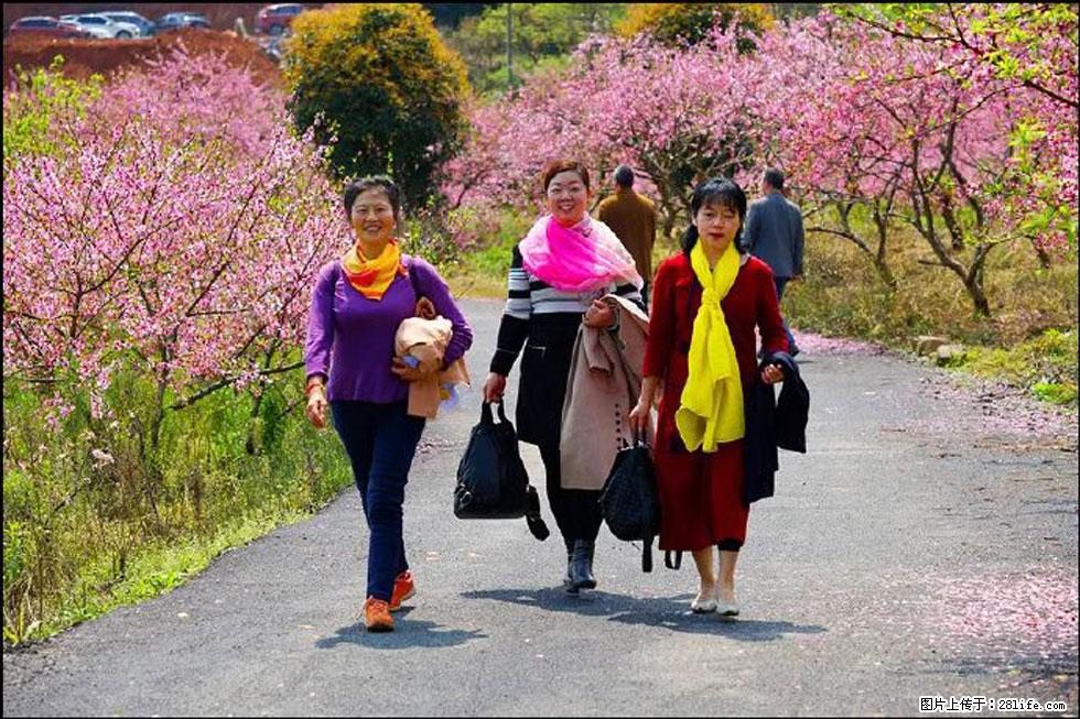 【春天，广西桂林灌阳县向您发出邀请！】官庄村有个醉美的桃花园 - 游山玩水 - 山南生活社区 - 山南28生活网 sn.28life.net