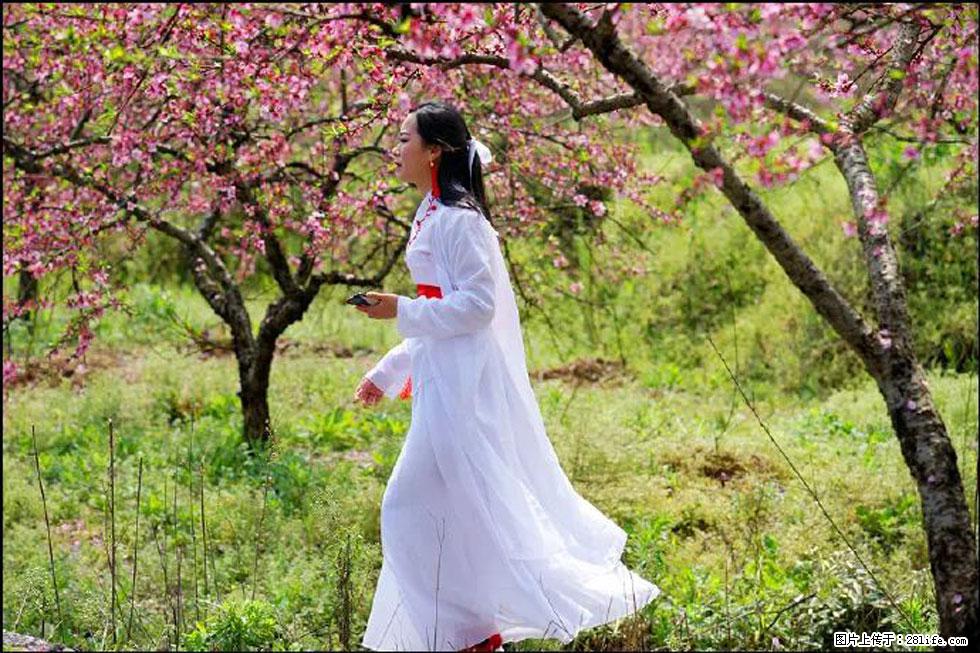 【春天，广西桂林灌阳县向您发出邀请！】官庄村有个醉美的桃花园 - 游山玩水 - 山南生活社区 - 山南28生活网 sn.28life.net