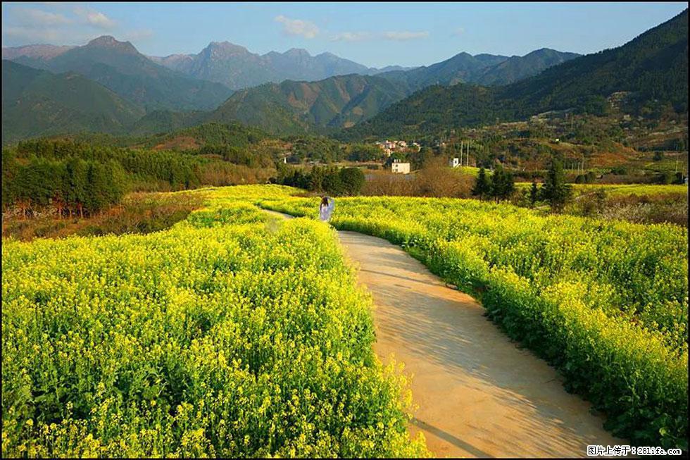 【春天，广西桂林灌阳县向您发出邀请！】长坪村油菜盛情花开 - 游山玩水 - 山南生活社区 - 山南28生活网 sn.28life.net