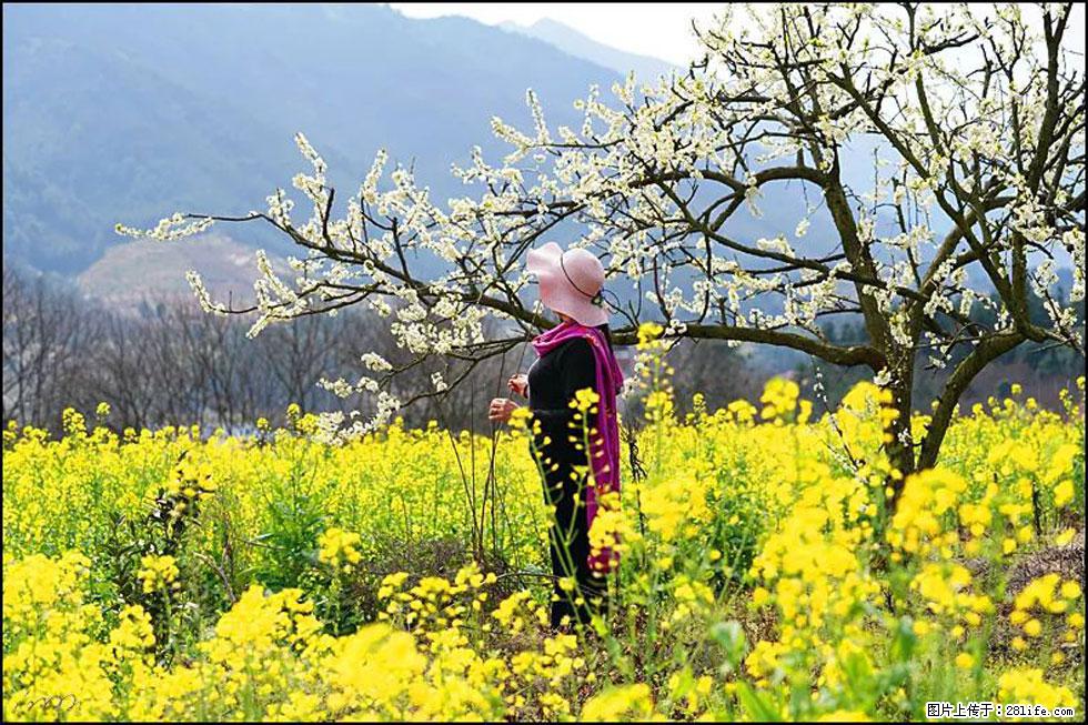 【春天，广西桂林灌阳县向您发出邀请！】长坪村油菜盛情花开 - 游山玩水 - 山南生活社区 - 山南28生活网 sn.28life.net