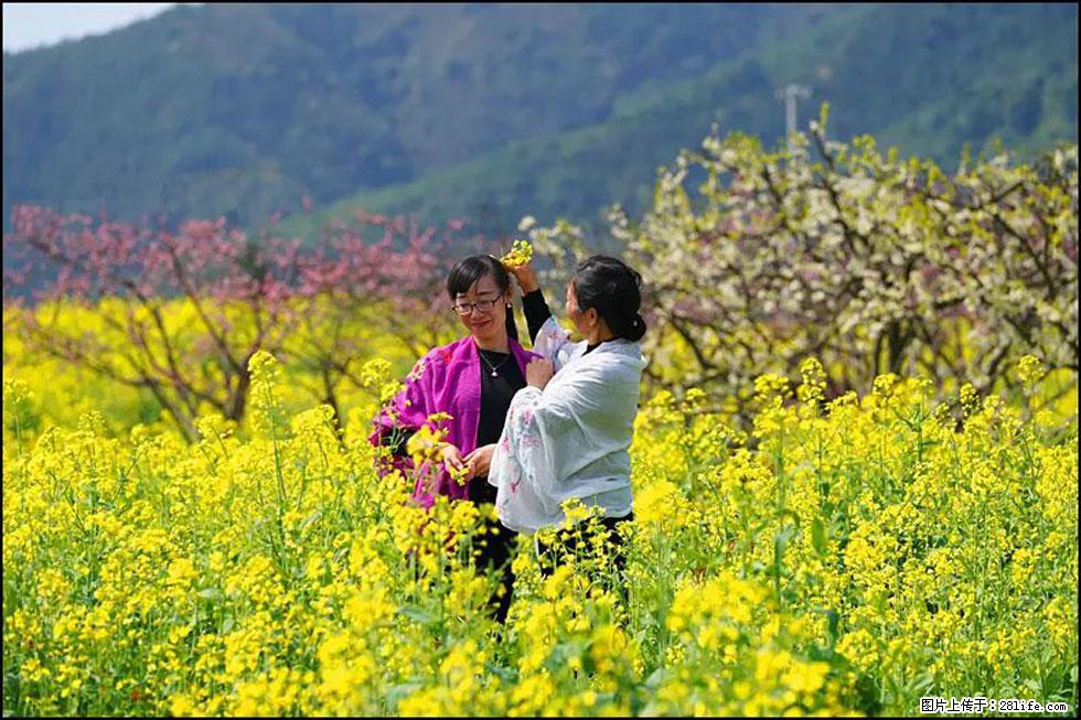 【春天，广西桂林灌阳县向您发出邀请！】长坪村油菜盛情花开 - 游山玩水 - 山南生活社区 - 山南28生活网 sn.28life.net