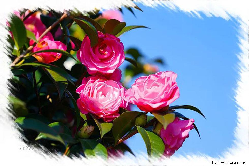【春天，广西桂林灌阳县向您发出邀请！】杨柳井茶花惹人爱 - 游山玩水 - 山南生活社区 - 山南28生活网 sn.28life.net