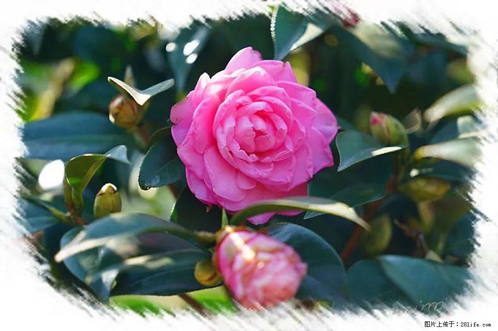 【春天，广西桂林灌阳县向您发出邀请！】杨柳井茶花惹人爱 - 游山玩水 - 山南生活社区 - 山南28生活网 sn.28life.net