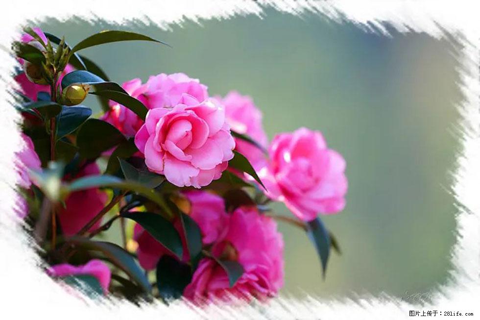 【春天，广西桂林灌阳县向您发出邀请！】杨柳井茶花惹人爱 - 游山玩水 - 山南生活社区 - 山南28生活网 sn.28life.net