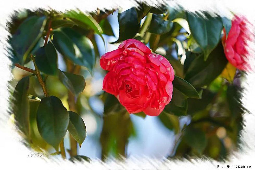 【春天，广西桂林灌阳县向您发出邀请！】杨柳井茶花惹人爱 - 游山玩水 - 山南生活社区 - 山南28生活网 sn.28life.net