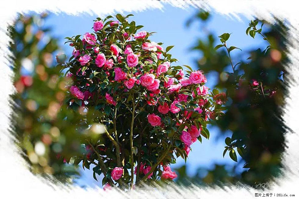 【春天，广西桂林灌阳县向您发出邀请！】杨柳井茶花惹人爱 - 游山玩水 - 山南生活社区 - 山南28生活网 sn.28life.net