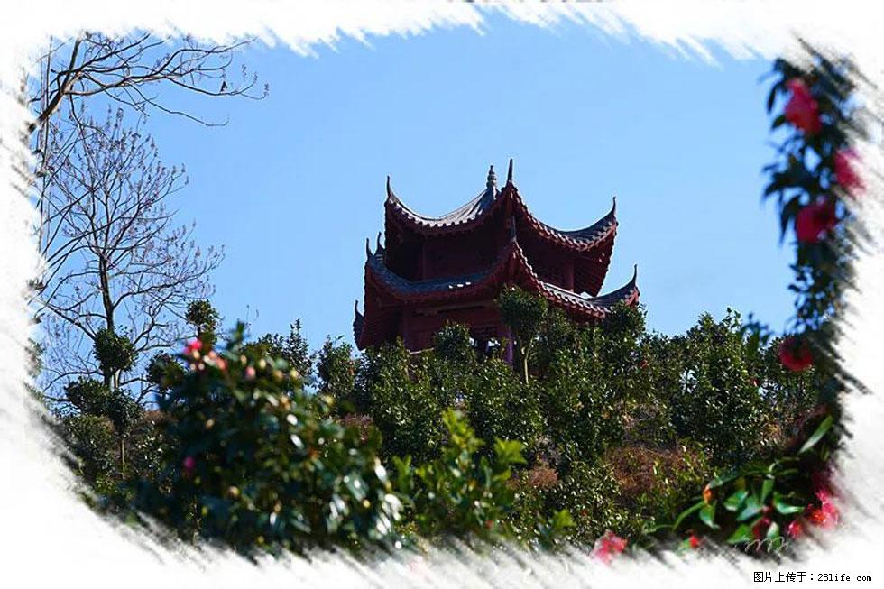 【春天，广西桂林灌阳县向您发出邀请！】杨柳井茶花惹人爱 - 游山玩水 - 山南生活社区 - 山南28生活网 sn.28life.net