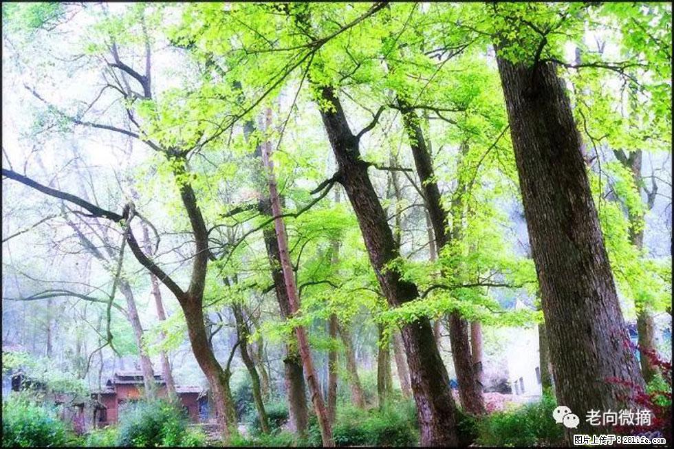 【春天，广西桂林灌阳县向您发出邀请！】在小龙村与春天约会 - 游山玩水 - 山南生活社区 - 山南28生活网 sn.28life.net