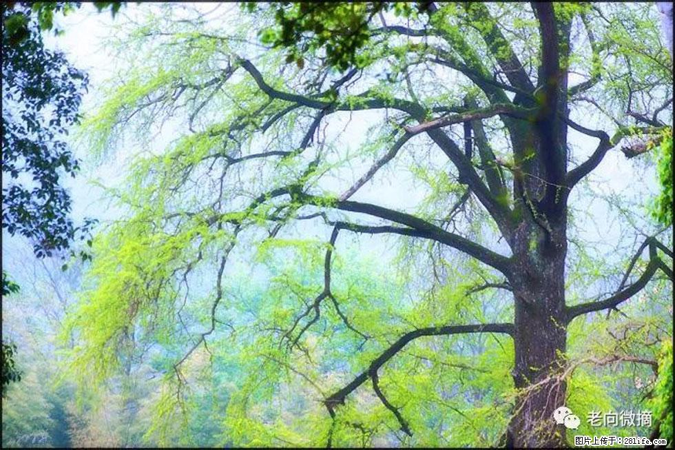 【春天，广西桂林灌阳县向您发出邀请！】在小龙村与春天约会 - 游山玩水 - 山南生活社区 - 山南28生活网 sn.28life.net