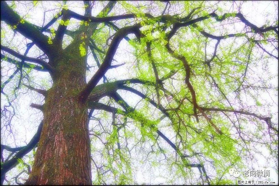 【春天，广西桂林灌阳县向您发出邀请！】在小龙村与春天约会 - 游山玩水 - 山南生活社区 - 山南28生活网 sn.28life.net
