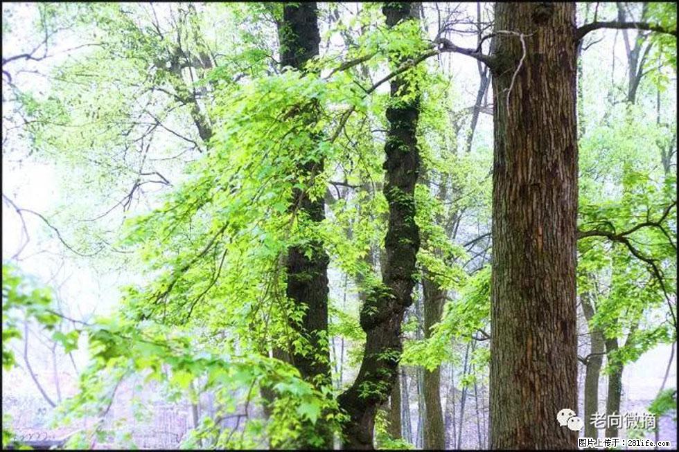 【春天，广西桂林灌阳县向您发出邀请！】在小龙村与春天约会 - 游山玩水 - 山南生活社区 - 山南28生活网 sn.28life.net