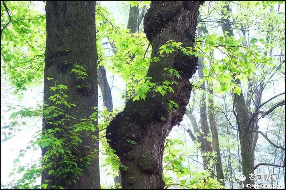【春天，广西桂林灌阳县向您发出邀请！】在小龙村与春天约会 - 游山玩水 - 山南生活社区 - 山南28生活网 sn.28life.net