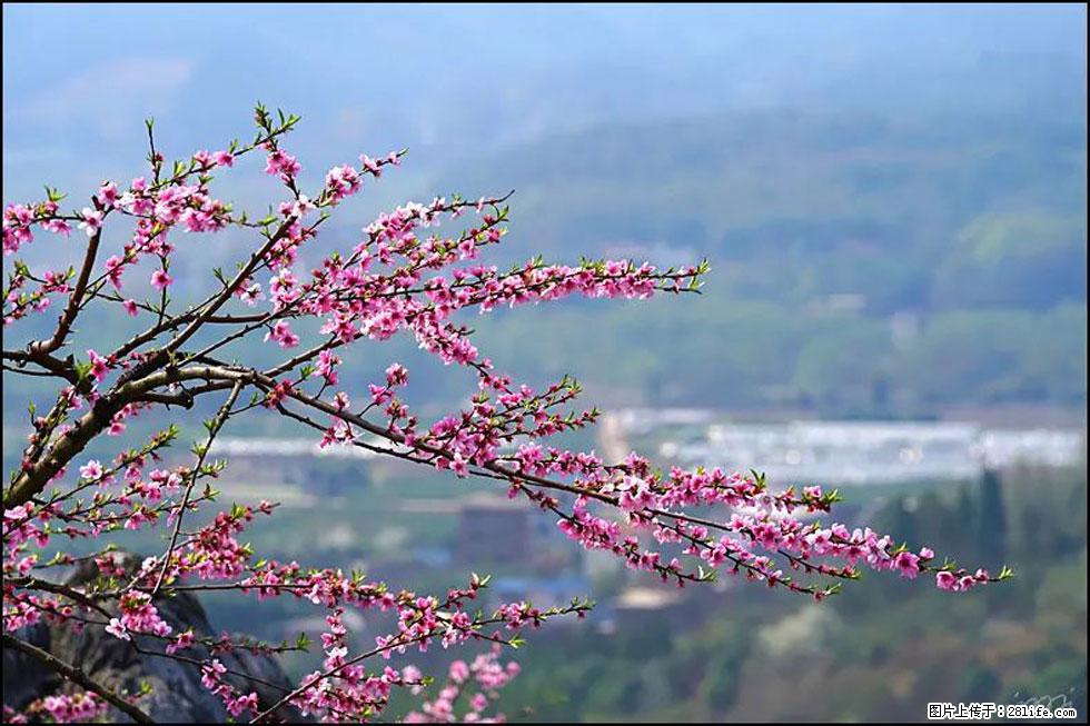 【春天，广西桂林灌阳县向您发出邀请！】望月岭上桃花开 - 游山玩水 - 山南生活社区 - 山南28生活网 sn.28life.net