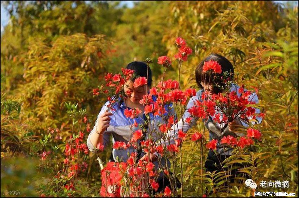 【春天，广西桂林灌阳县向您发出邀请！】登麒麟山，相约映山红 - 游山玩水 - 山南生活社区 - 山南28生活网 sn.28life.net