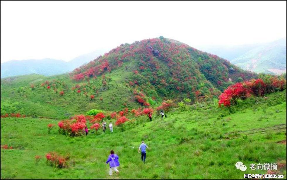 【春天，广西桂林灌阳县向您发出邀请！】宝盖山上映山红 - 游山玩水 - 山南生活社区 - 山南28生活网 sn.28life.net