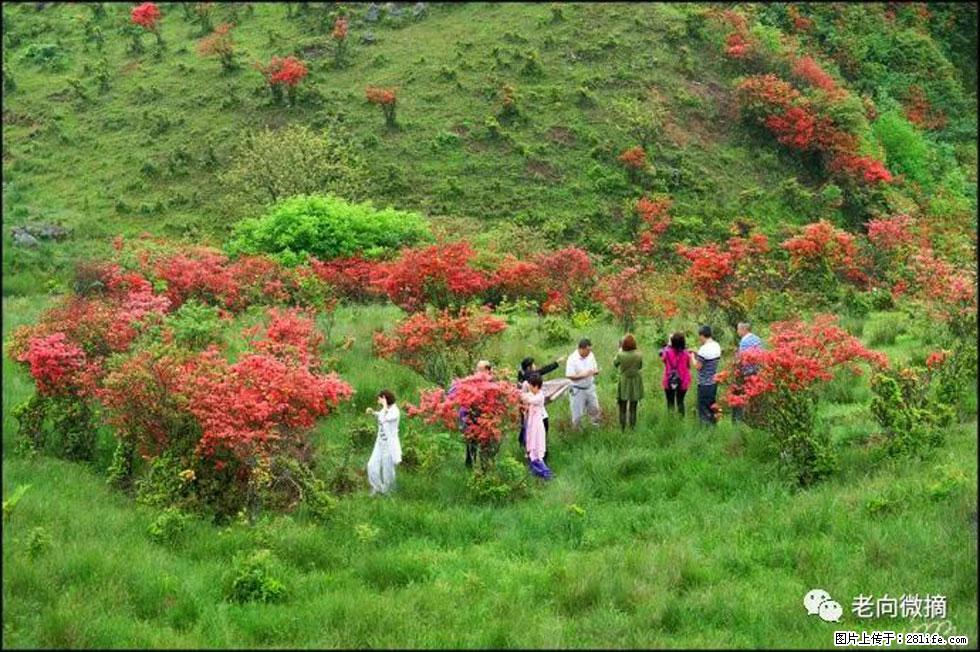【春天，广西桂林灌阳县向您发出邀请！】宝盖山上映山红 - 游山玩水 - 山南生活社区 - 山南28生活网 sn.28life.net