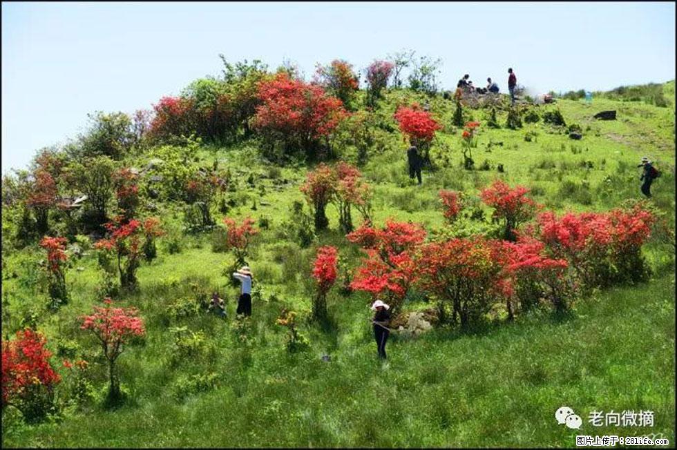 【春天，广西桂林灌阳县向您发出邀请！】宝盖山上映山红 - 游山玩水 - 山南生活社区 - 山南28生活网 sn.28life.net