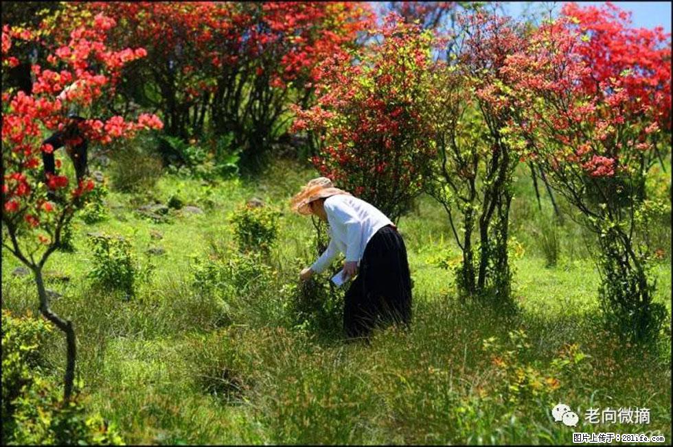 【春天，广西桂林灌阳县向您发出邀请！】宝盖山上映山红 - 游山玩水 - 山南生活社区 - 山南28生活网 sn.28life.net