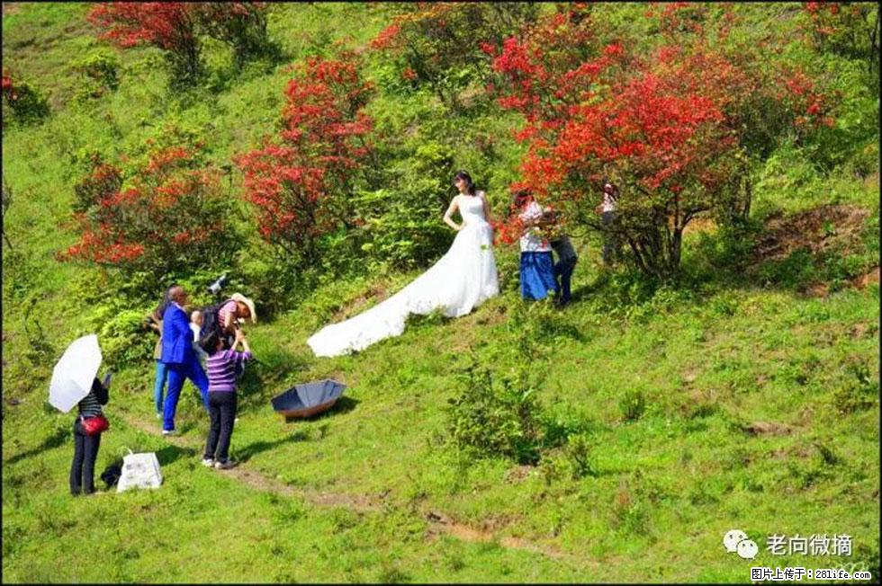 【春天，广西桂林灌阳县向您发出邀请！】宝盖山上映山红 - 游山玩水 - 山南生活社区 - 山南28生活网 sn.28life.net