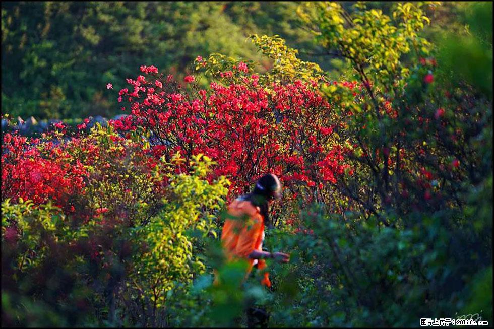 【春天，广西桂林灌阳县向您发出邀请！】春木界上映山红 - 游山玩水 - 山南生活社区 - 山南28生活网 sn.28life.net
