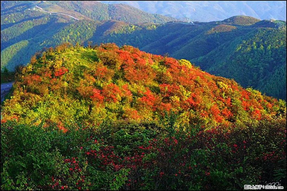 【春天，广西桂林灌阳县向您发出邀请！】春木界上映山红 - 游山玩水 - 山南生活社区 - 山南28生活网 sn.28life.net