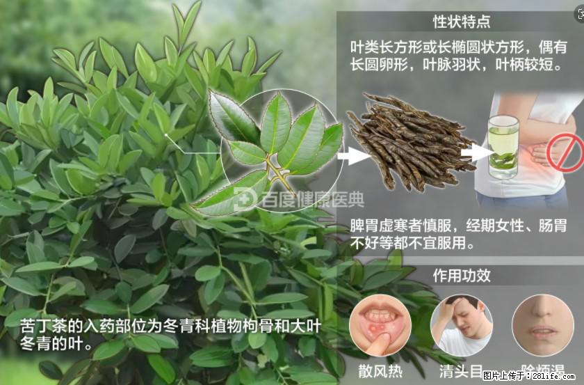苦丁茶有哪些功效和作用 - 生活百科 - 山南生活社区 - 山南28生活网 sn.28life.net