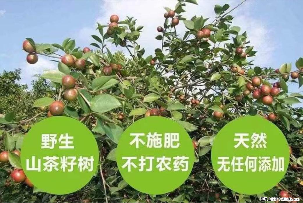 【灌阳县油茶产业示范区】一个有着充实的精神生活的人，对待身外之物自会有一种淡泊的态度 - 美食天地 - 山南生活社区 - 山南28生活网 sn.28life.net