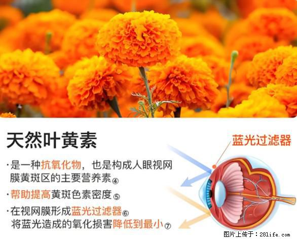 叶黄素有什么功效和作用 - 生活百科 - 山南生活社区 - 山南28生活网 sn.28life.net