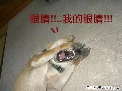 笑癫了！一女的怀孕三年未生，他终于忍不住了... - 娱乐八卦 - 山南生活社区 - 山南28生活网 sn.28life.net