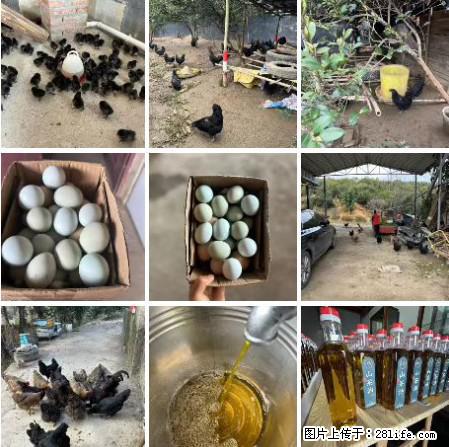 油茶园从小鸡仔开始养起的纯土鸡、土鸡蛋可以预定啦！还有前几天刚榨的纯山茶油哦 - 土特产 - 饮食特产 - 山南分类信息 - 山南28生活网 sn.28life.net