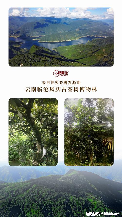 时间果百年古树2025年春红茶 - 购物交流 - 山南生活社区 - 山南28生活网 sn.28life.net