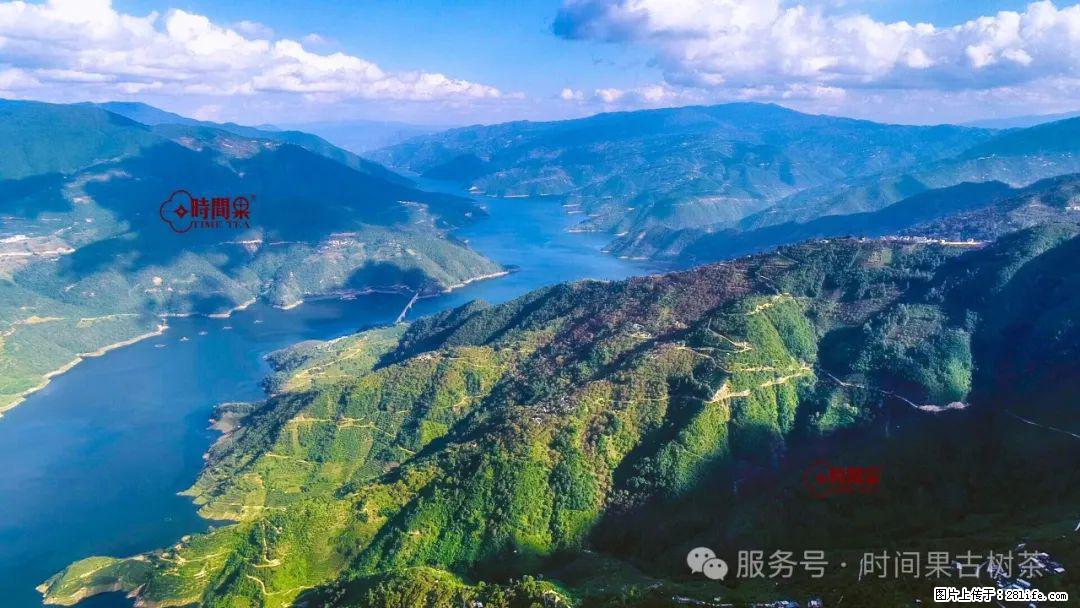 时间果百年古树龙珠普洱生茶 - 购物交流 - 山南生活社区 - 山南28生活网 sn.28life.net