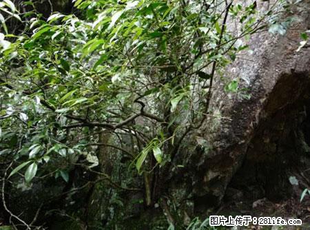 平乐石崖茶,珍贵仅次于金花茶 - 山南生活资讯 - 山南28生活网 sn.28life.net