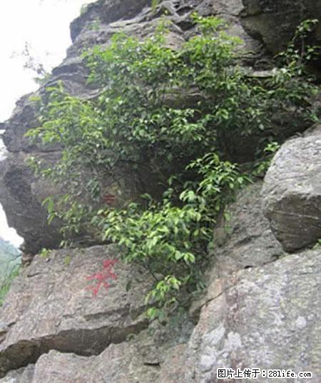 平乐石崖茶,珍贵仅次于金花茶 - 山南生活资讯 - 山南28生活网 sn.28life.net
