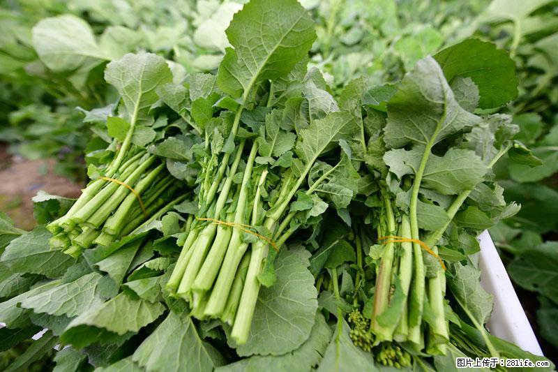 这些蔬菜是“天然钙片”，这6种被医生重点推荐 - 山南生活资讯 - 山南28生活网 sn.28life.net